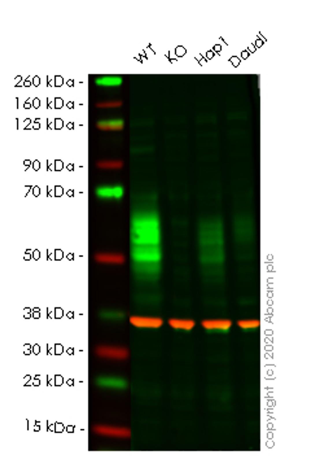 WB - CD58 knockout HeLa