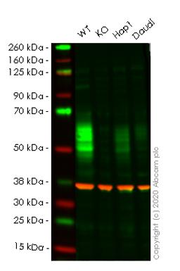 WB - CD58 knockout HeLa