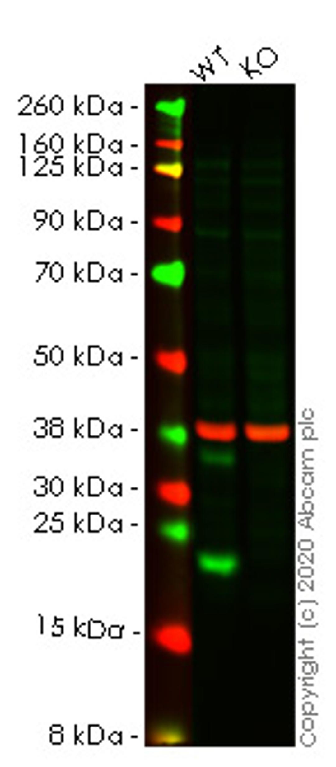 WB - CIRBP knockout HEK293T