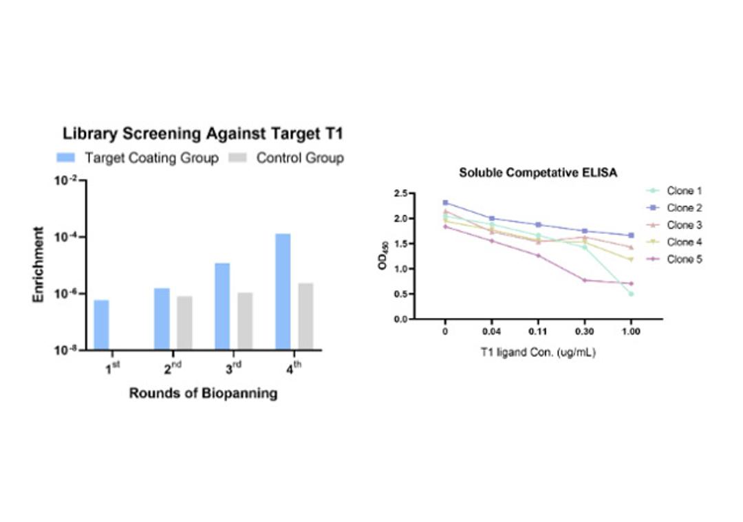 Phage Display CaVHHL-S2 Camel Synthetic Single Domain Antibody Library Screening Service