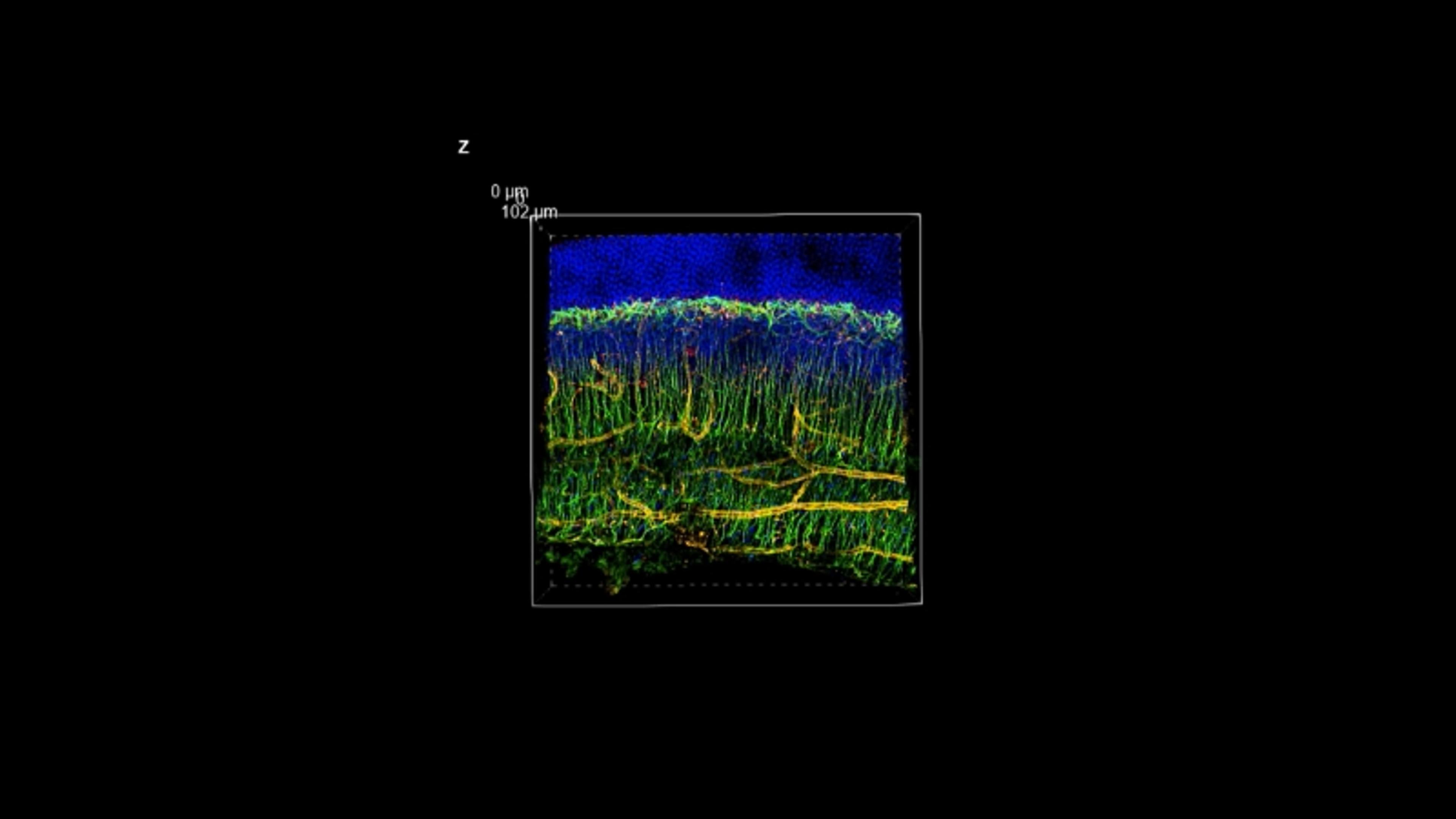 DeepSIM mouse retina section DeepSIM mouse retina section