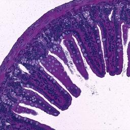 Same section imaging of mouse ileum