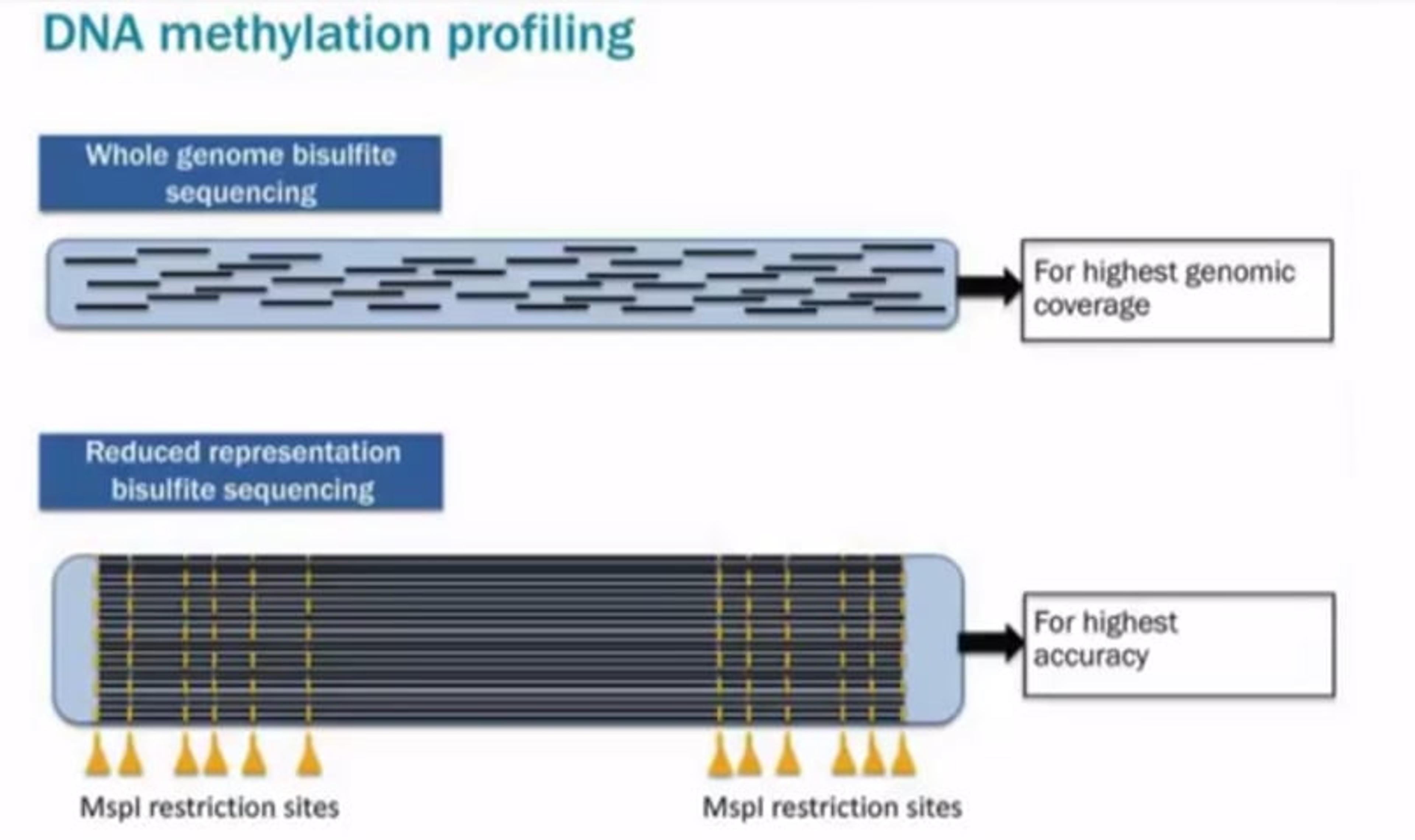 DNA Methylation Analysis by Multiplexed Reduced Representation Bisulphite Sequencing DNA Methylation Analysis by Multiplexed Reduced Representation Bisulphite Sequencing