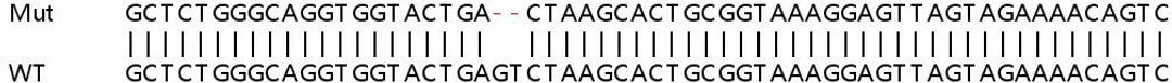 Sanger Seq - PMS2 knockout HeLa