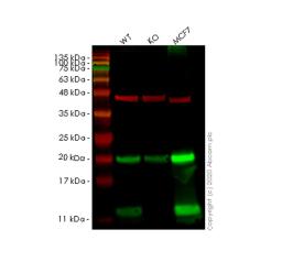 WB - COX7B knockout HeLa