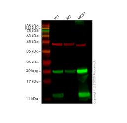 WB - COX7B knockout HeLa