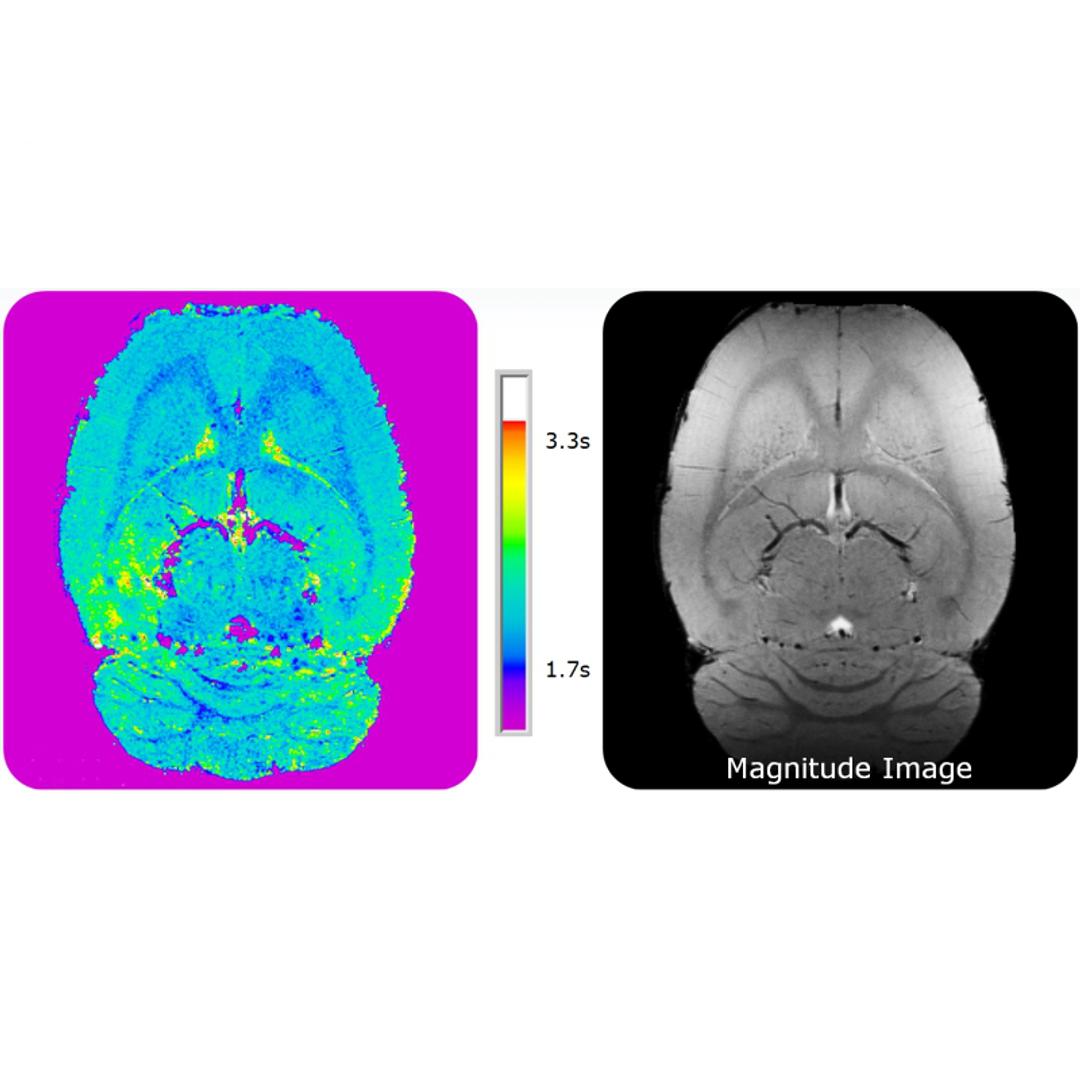 T1 relaxometry of adult rat brain