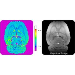 T1 relaxometry of adult rat brain