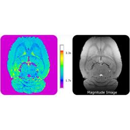 T1 relaxometry of adult rat brain