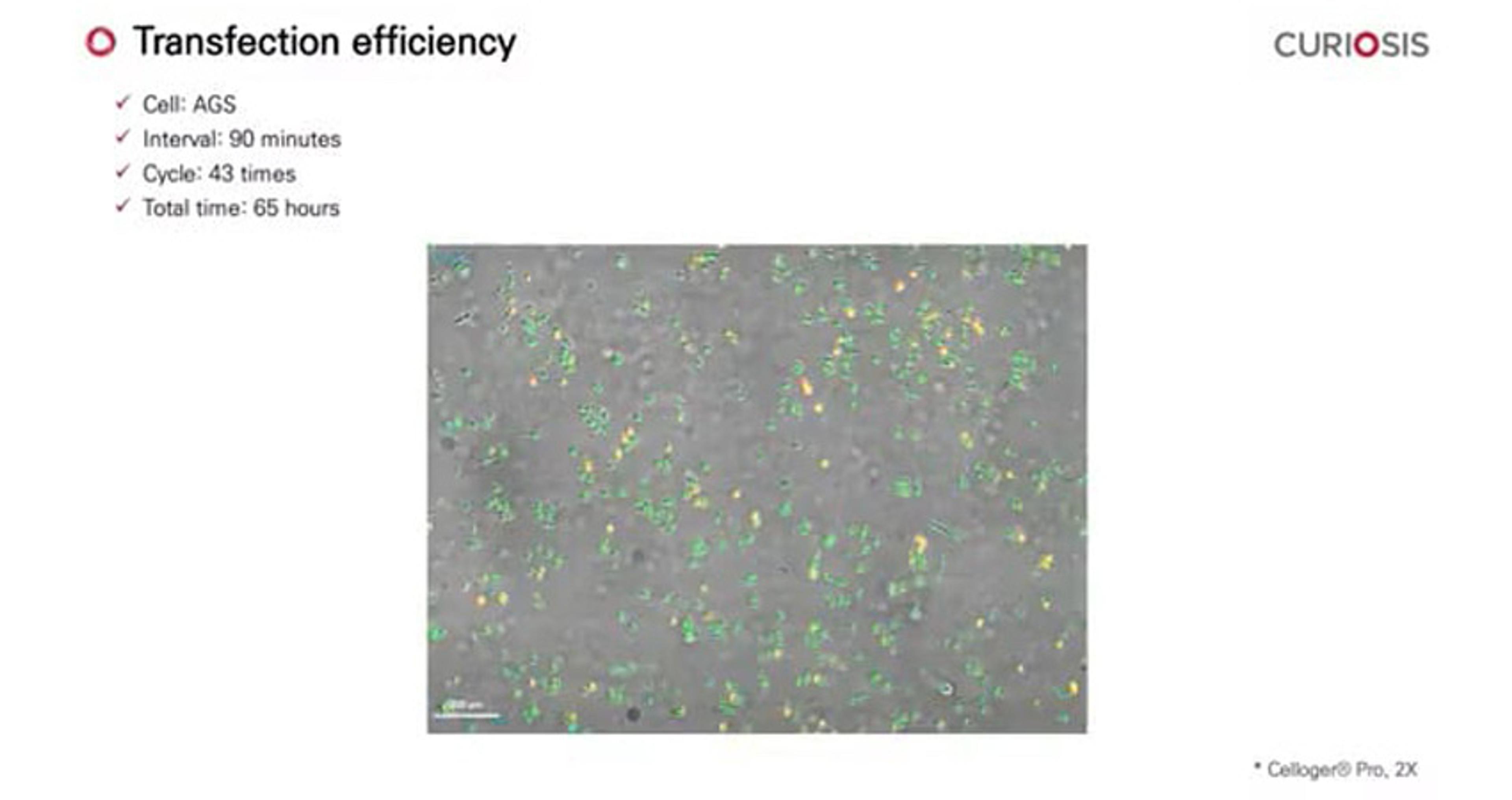 Celloger Pro application: Transfection efficiency Celloger Pro application: Transfection efficiency