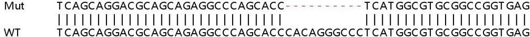 Sanger Seq - HSP90B1 knockout HEK293T