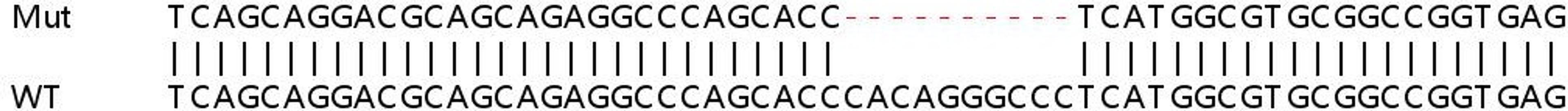 Sanger Seq - HSP90B1 knockout HEK293T