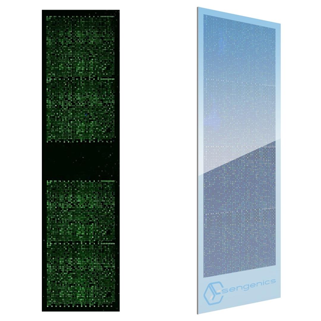 i-Ome Discovery Protein Microarray