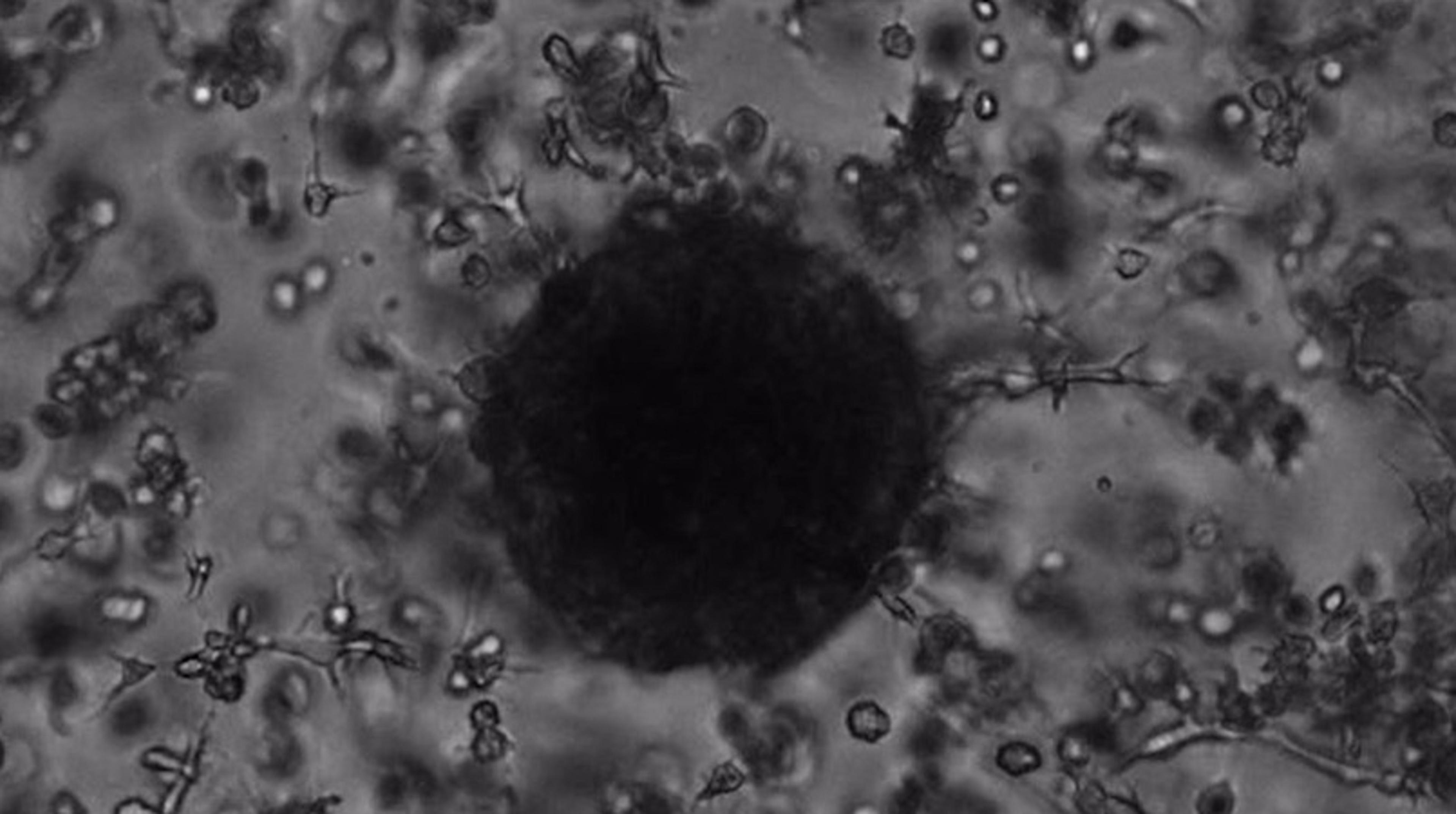 See Merck's TrueGel3D HTS Hydrogel Plates in action See Merck's TrueGel3D HTS Hydrogel Plates in action