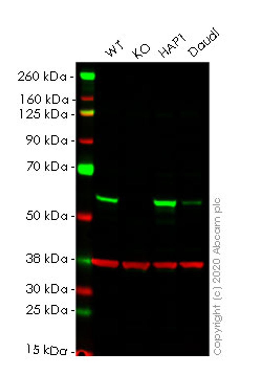 WB - CDK8 knockout HeLa