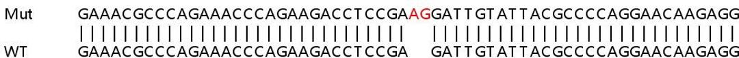 Sanger Seq - DDB2 knockout HeLa