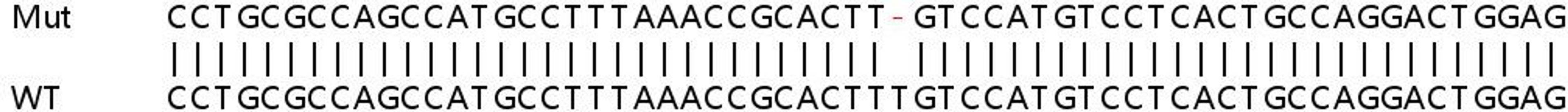 Sanger Seq - GYS1 knockout HeLa