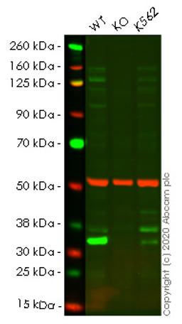 WB - FHL2 knockout HeLa