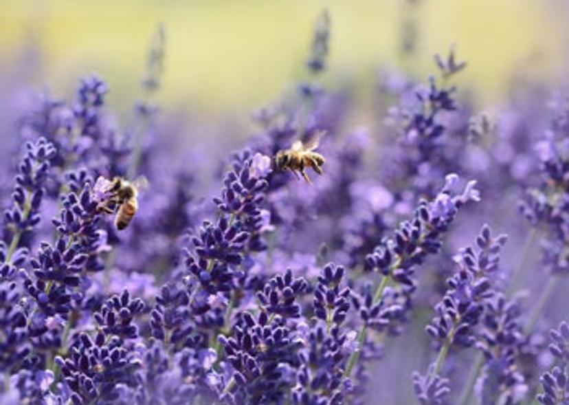 two bees feeding on purple lavender flowers