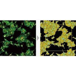 Large FOV enables measurement of larger areas and high-throu