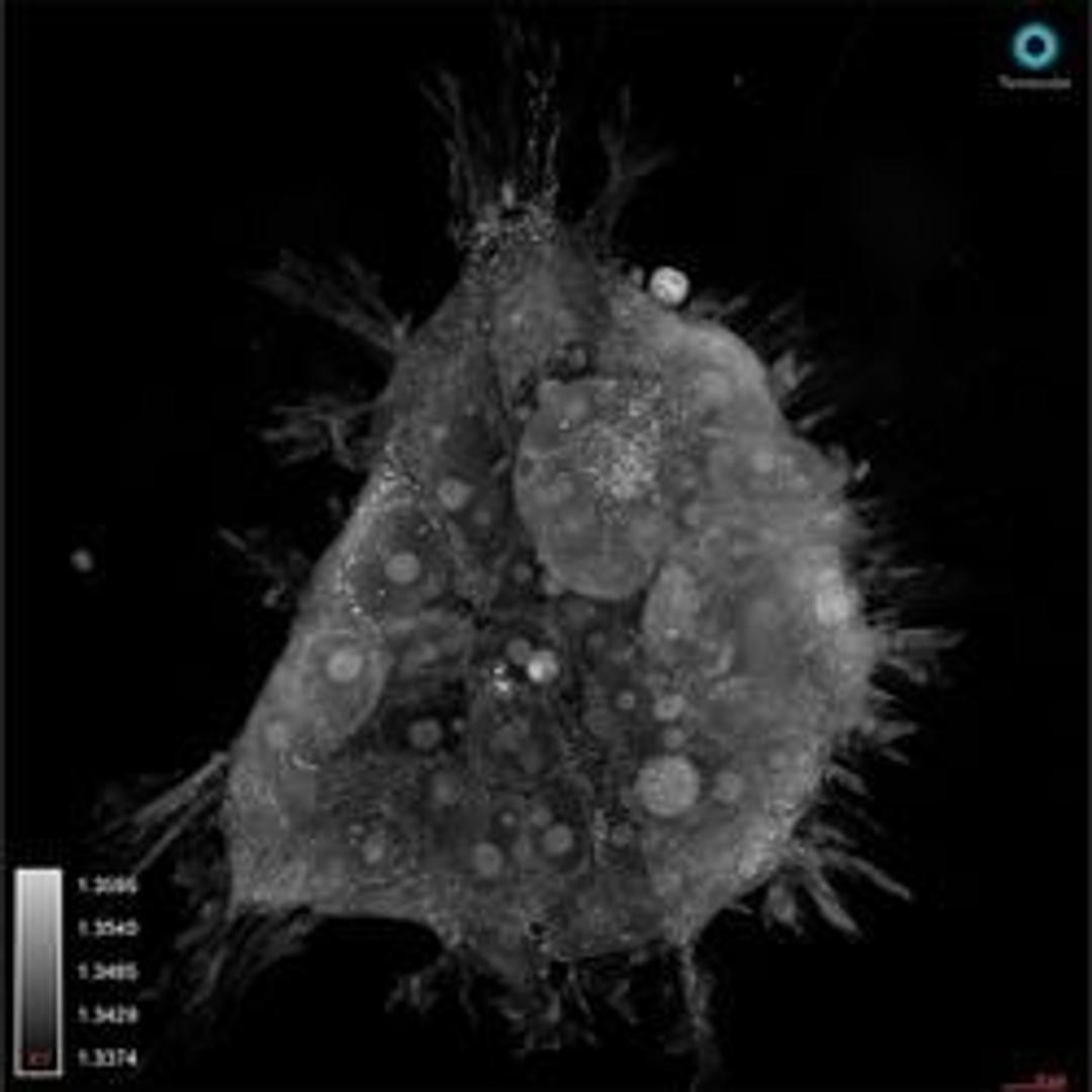 3D refractive index tomogram (HEK293FT)