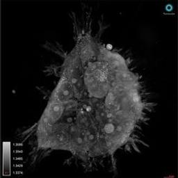 3D refractive index tomogram (HEK293FT)