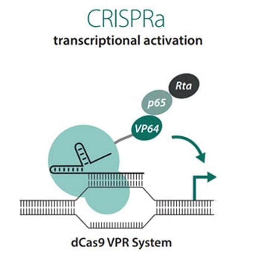 CRISPRa-dCas9-VPR Illustration