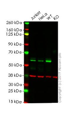 WB - MYC knockout HEK293T