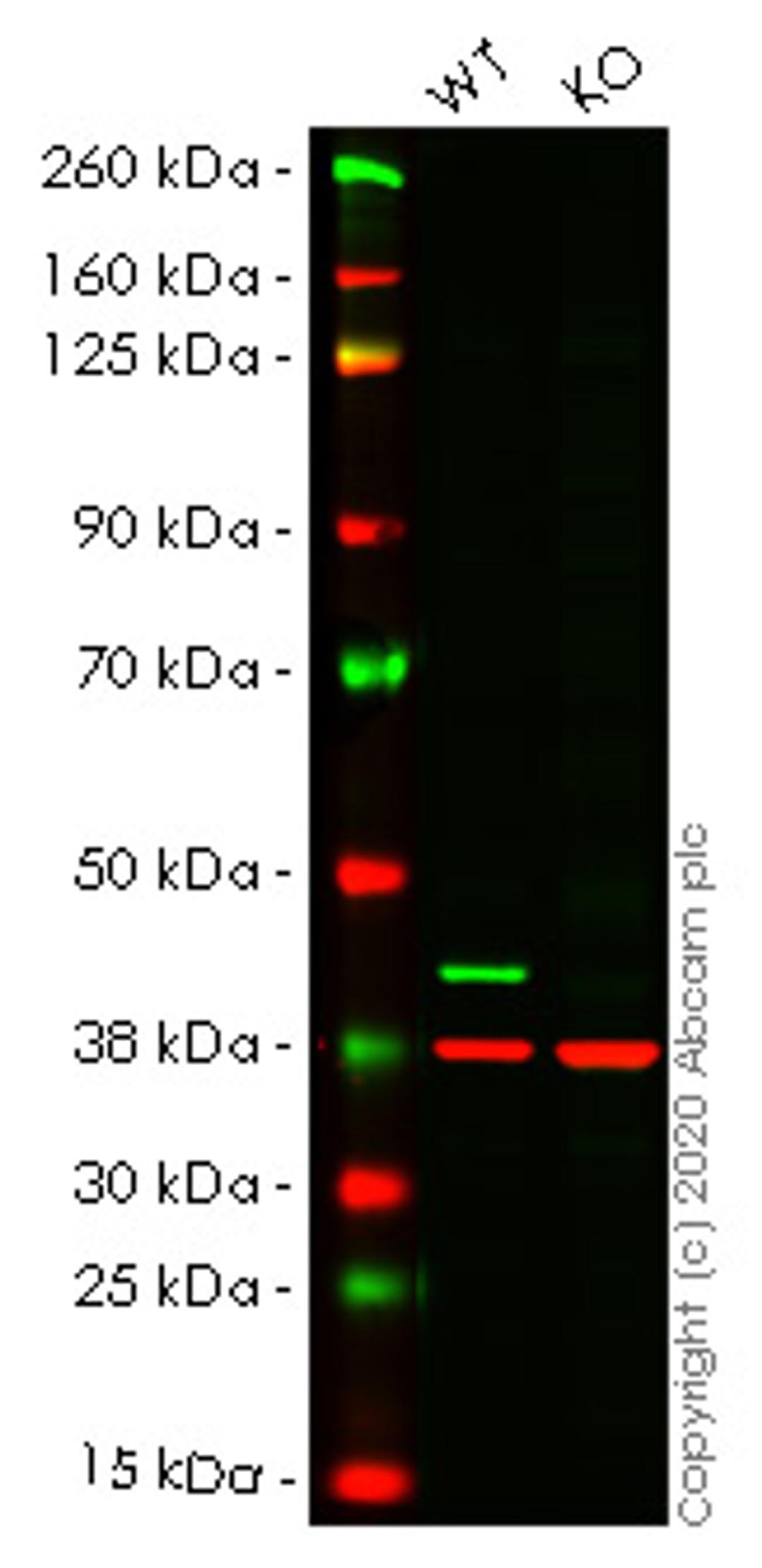 WB - CSNK2A1 knockout HCT116