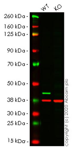 WB - CSNK2A1 knockout HCT116