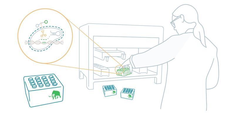 Mammoth Bioscience's DETECTR BOOST™ SARS-CoV-2 Reagent Kit