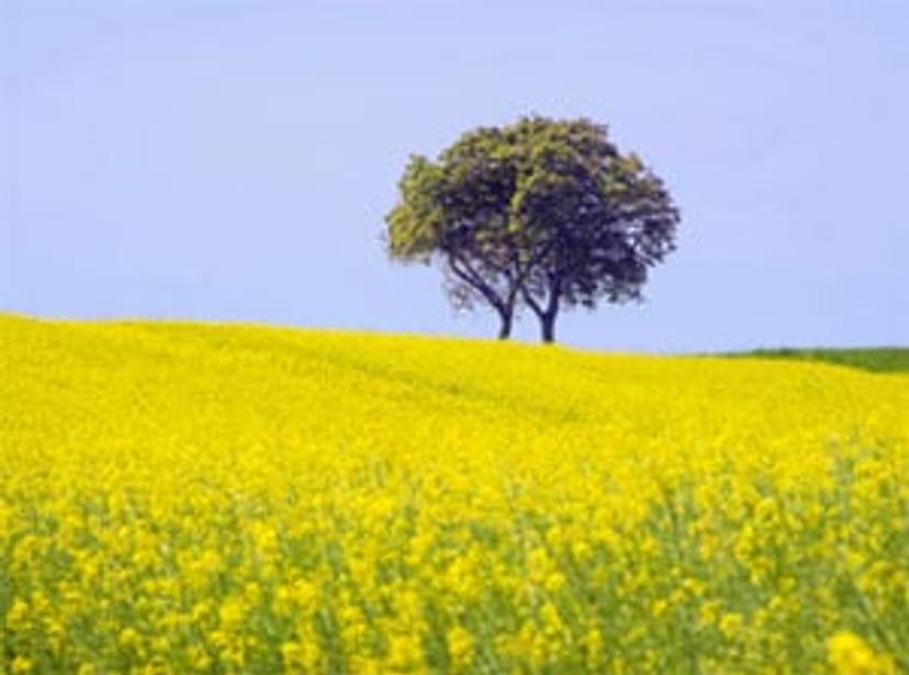 field of bright yellow flowers with tree in the distance