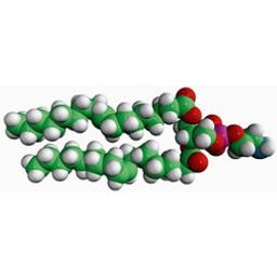 18:1 (?9-Cis) PE (DOPE) 1,2-dioleoyl-sn-glycero-3-phosphoeth