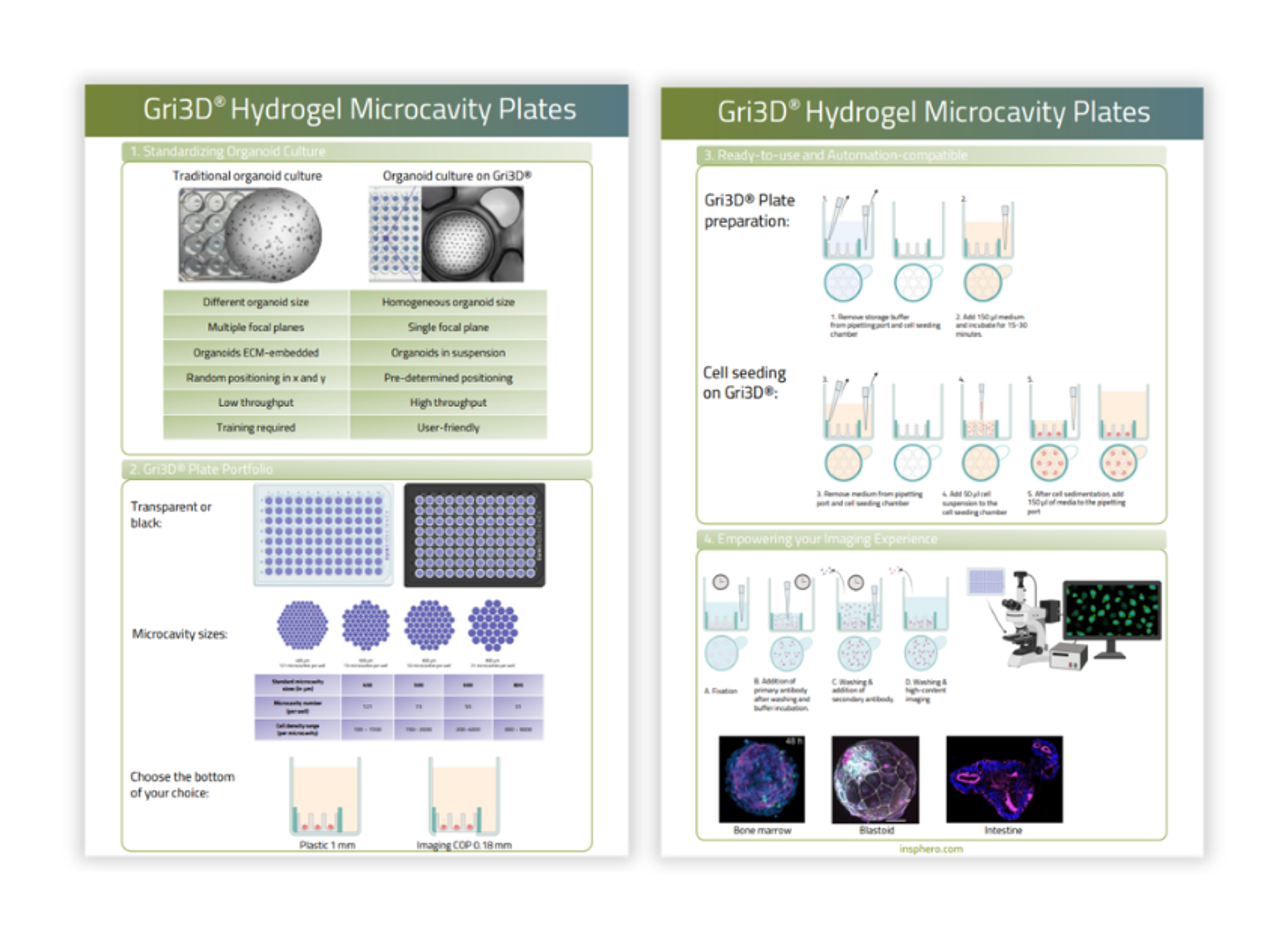Comparison of traditional vs microcavity organoid culture