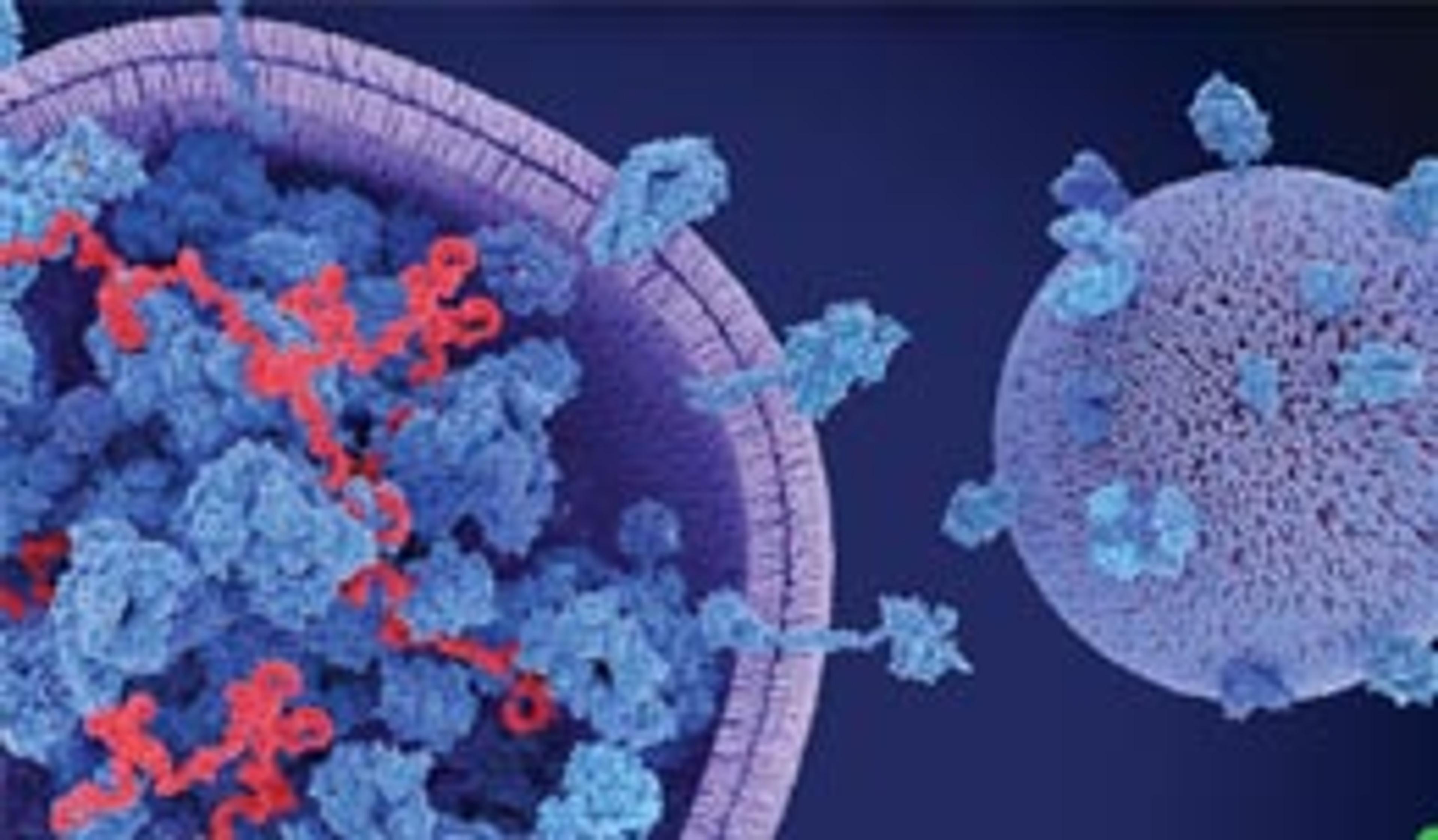 Biotium extracellular vesicle research