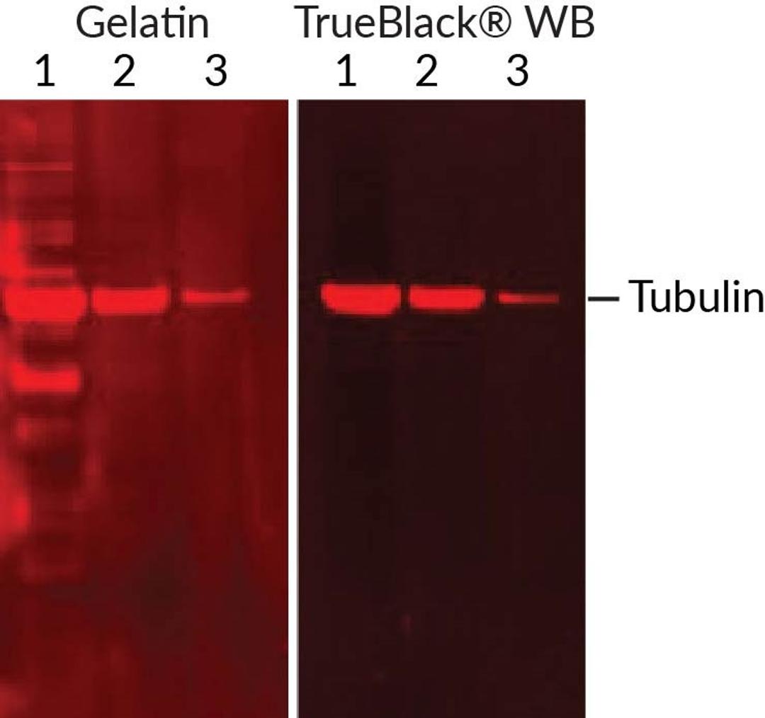 Gelatin and TrueBlack WB comparison