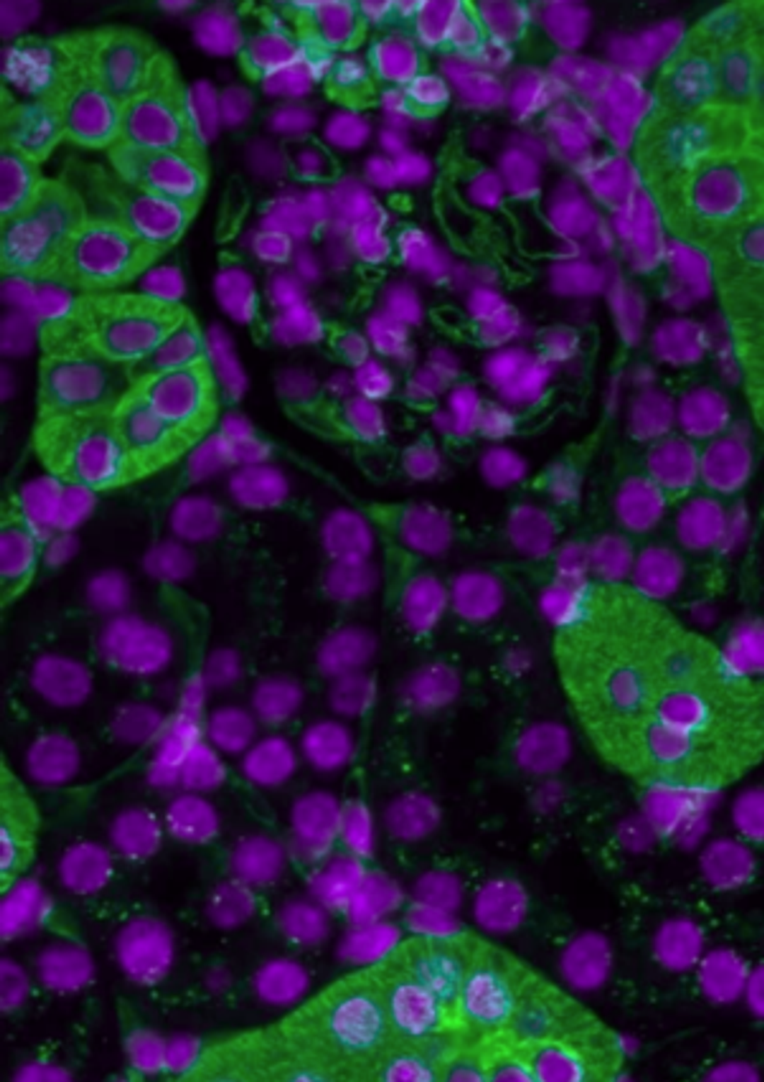 Your bioanalysis hub
