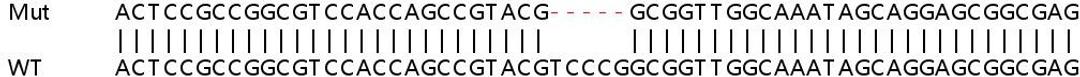 Sanger Seq - LRP5 knockout HEK293T