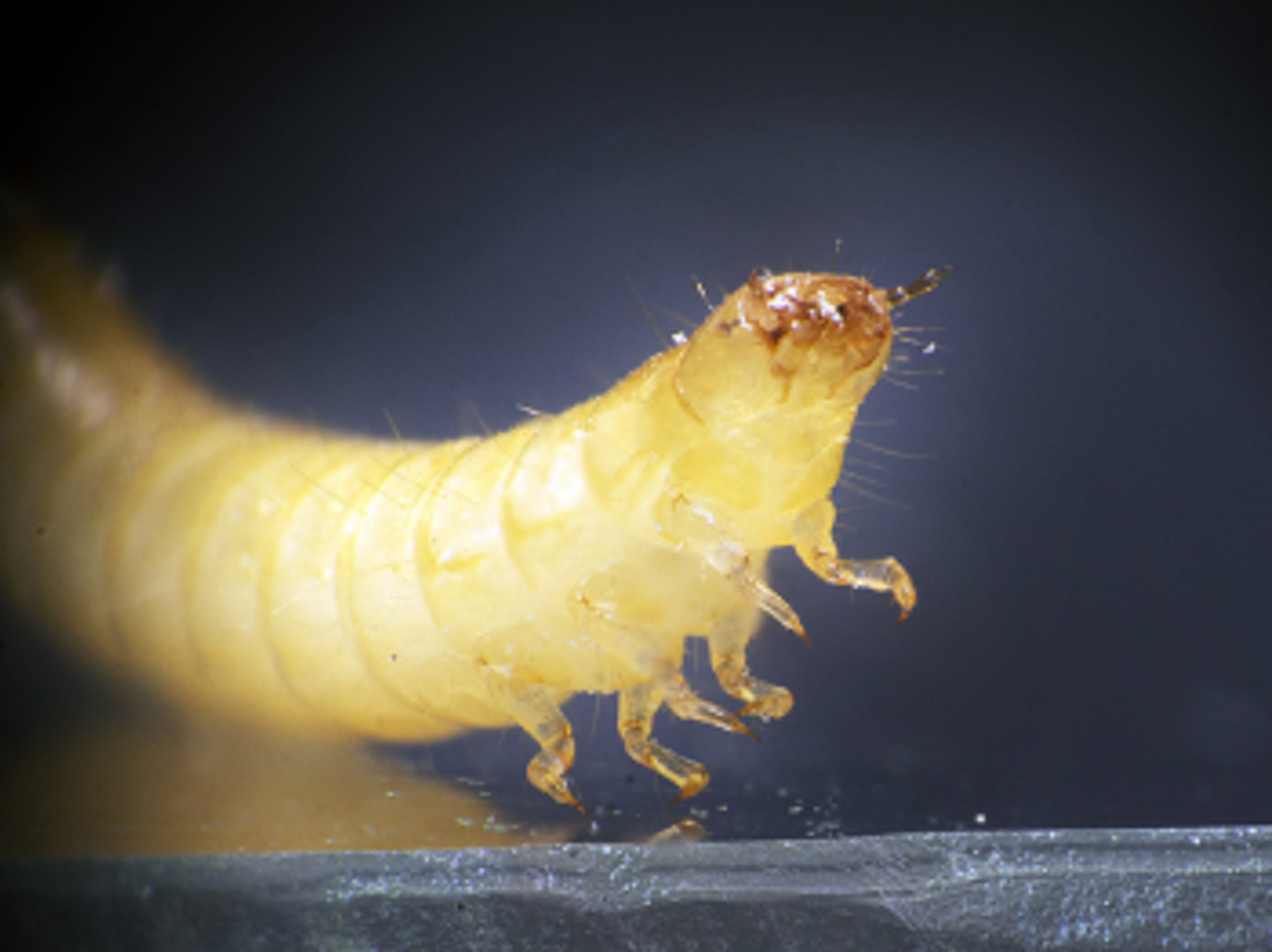 Image of a red flour beetle