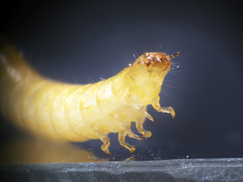 Image of a red flour beetle