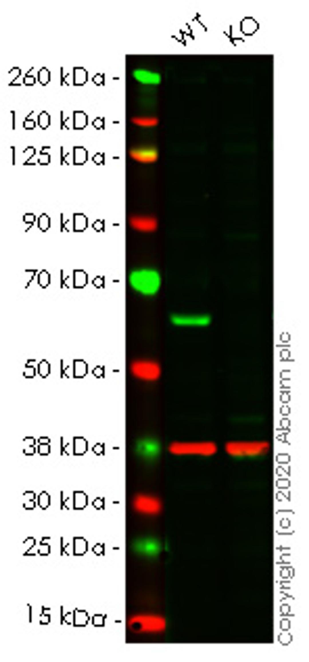 WB - HDAC2 knockout HEK293T