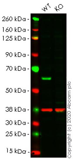 WB - HDAC2 knockout HEK293T