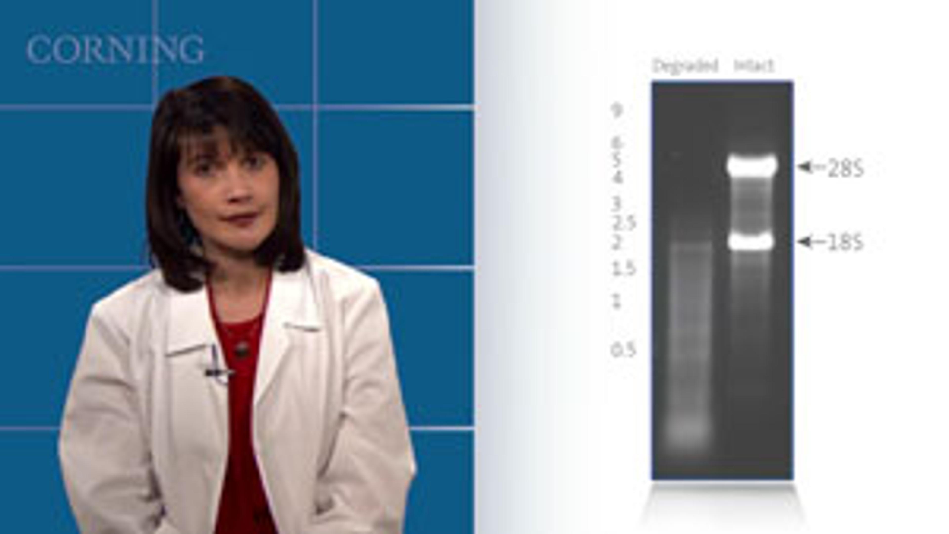 Corning Presents Centrifuge Tubes 101: What Makes One Better than the Next? Corning Presents Centrifuge Tubes 101: What Makes One Better than the Next?