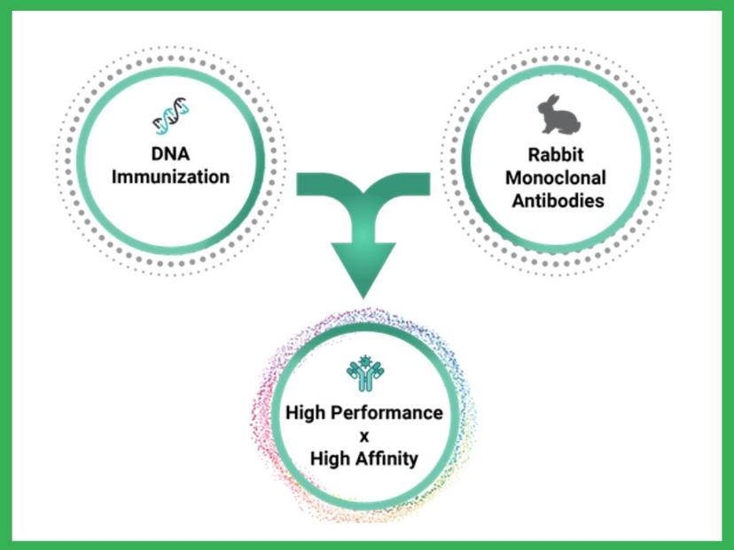 DNA immunization method