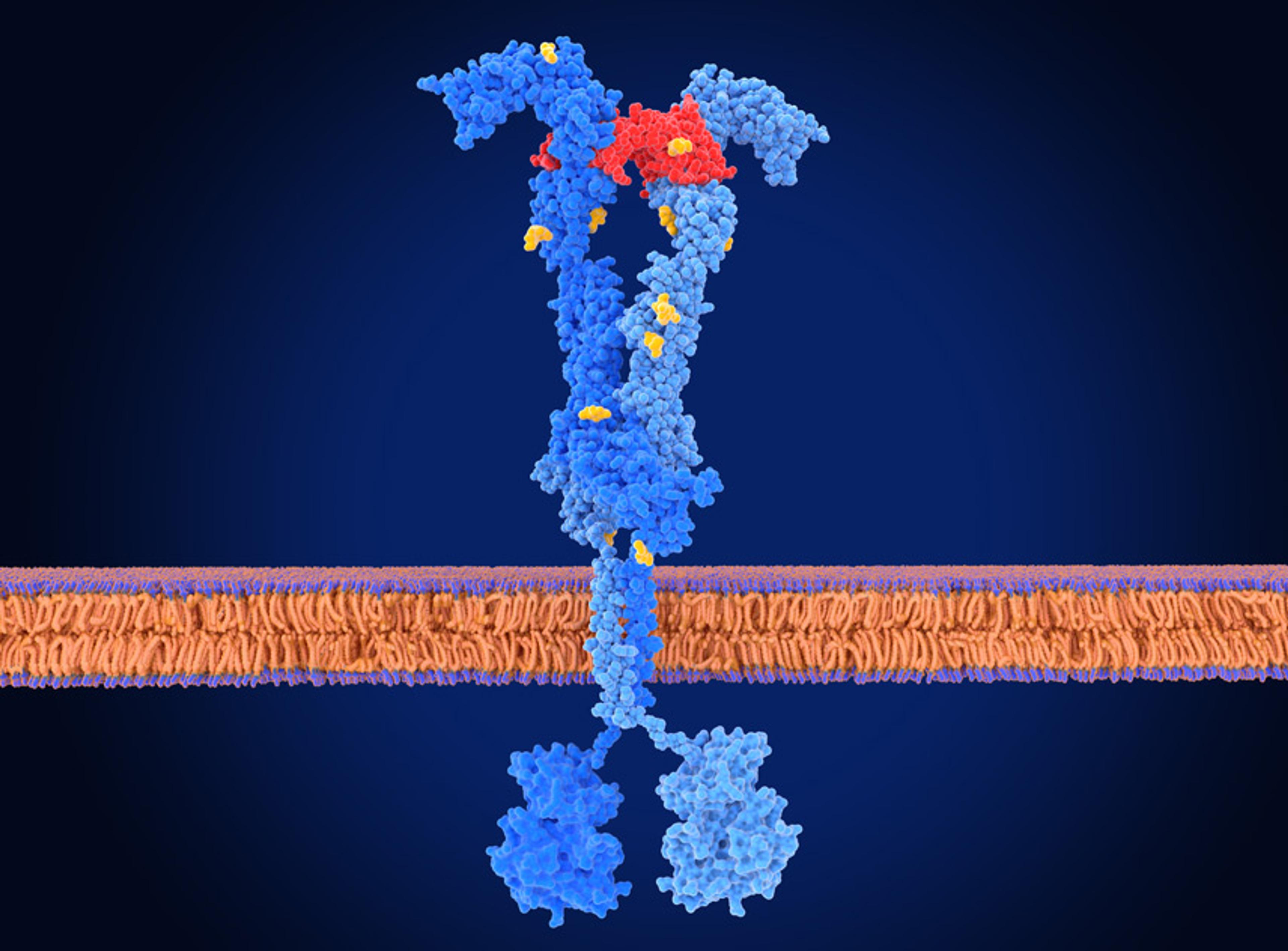 Protein Kinases