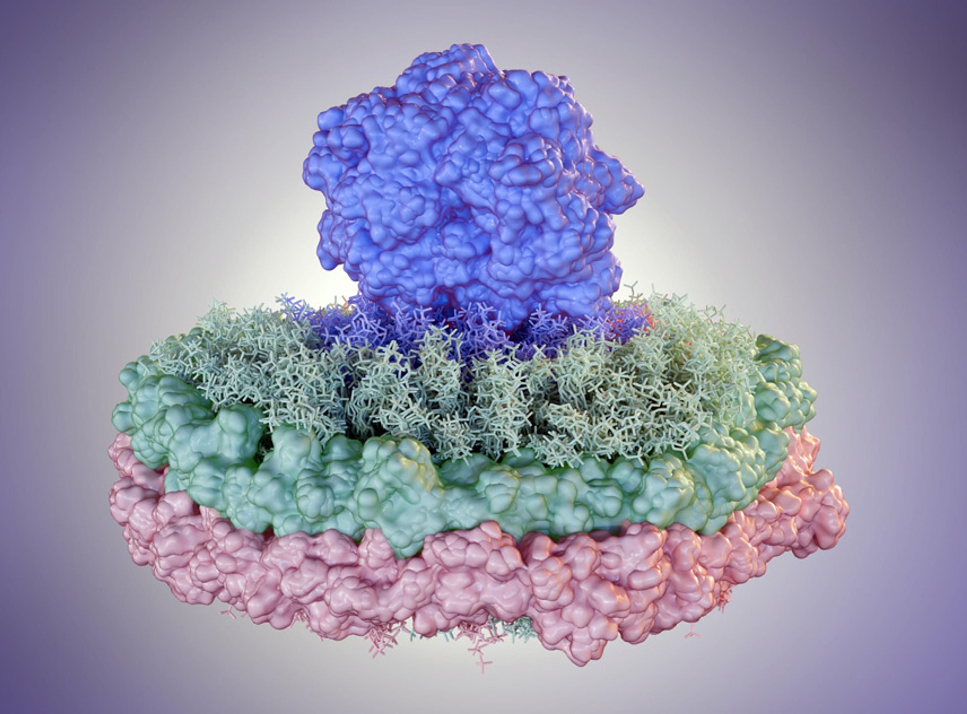 Membrane Proteins Expression and Purification
