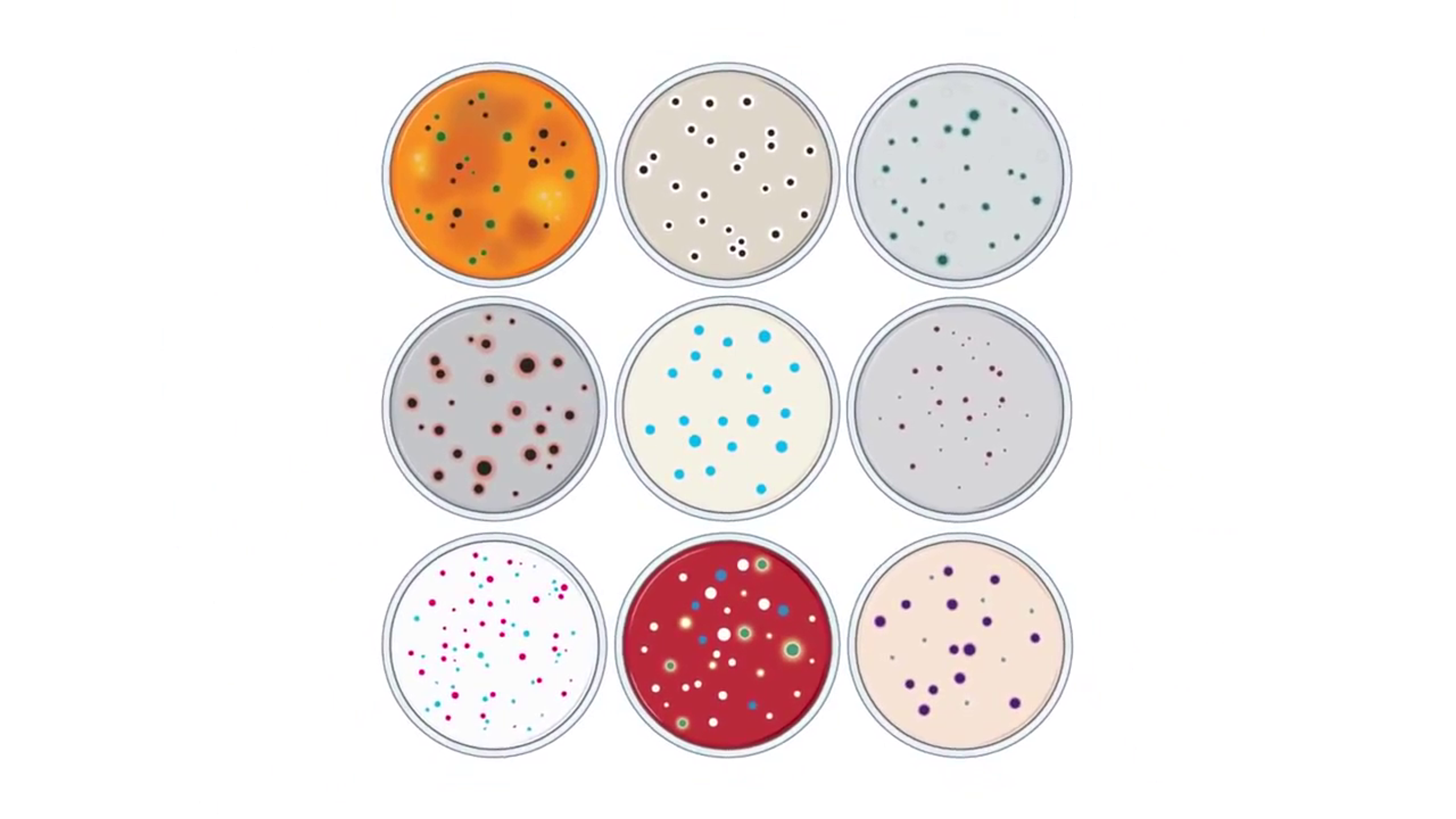 RAPID'Chromogenic Media Solutions RAPID'Chromogenic Media Solutions