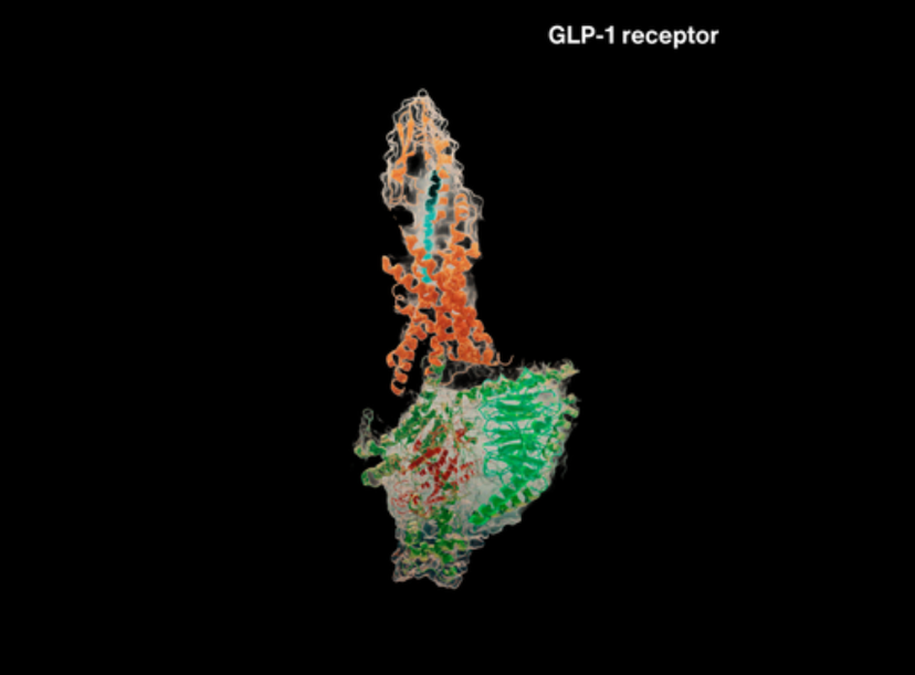 GLP-1 receptor