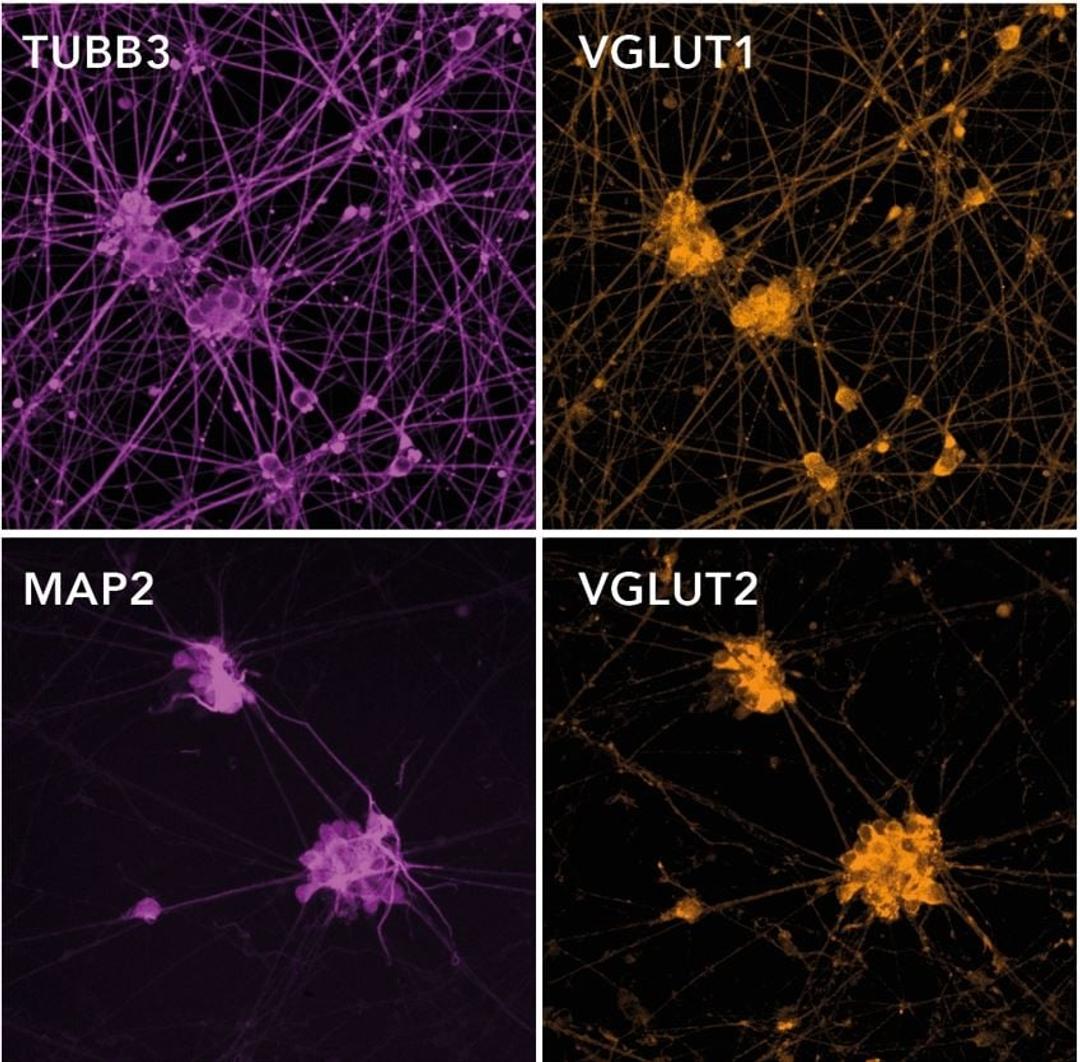 ioGlutamatergic Neurons form neuronal networks