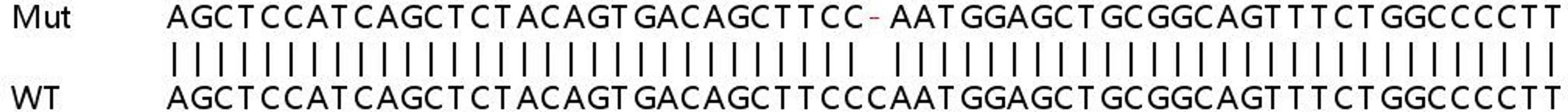 Sanger Seq - STAT3 knockout HeLa